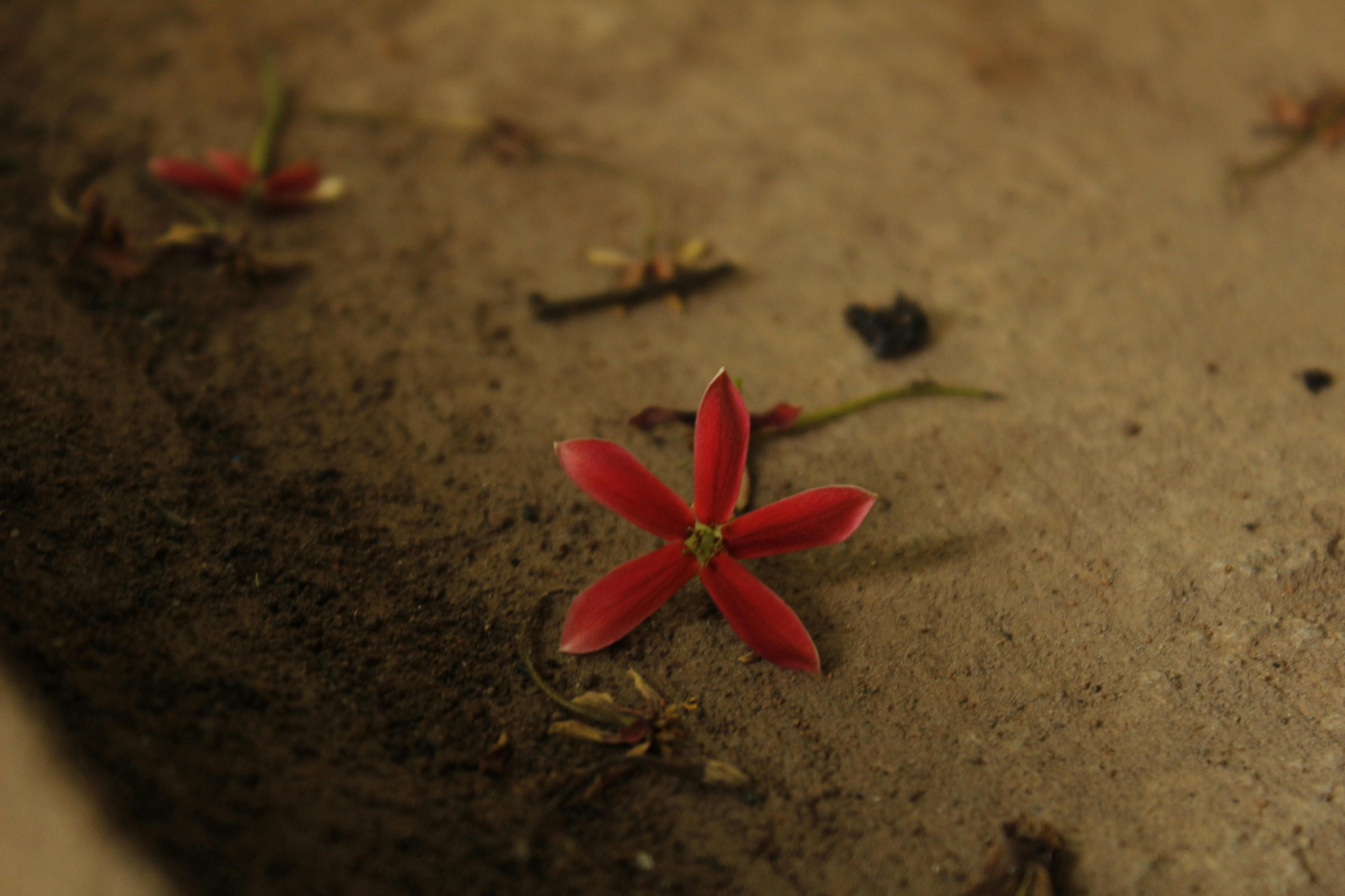 Free stock photo of fallen flower, nature