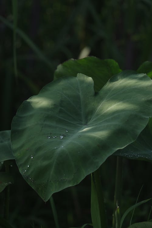 Close-Up Shot of a Green Leaf