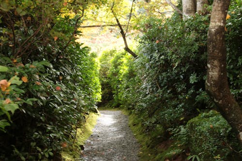 Free stock photo of garden, path