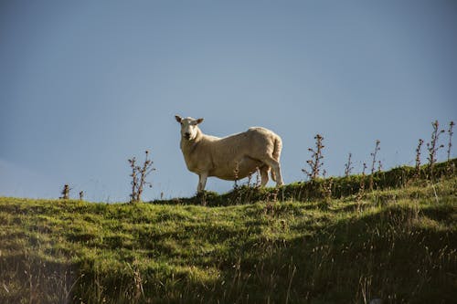A Sheep on a Grassy Field