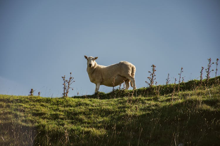 A Sheep On A Grassy Field