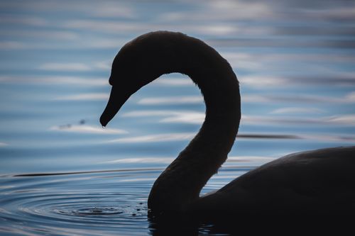 Free A beautiful silhouette of a swan gracefully swimming in tranquil water. Stock Photo
