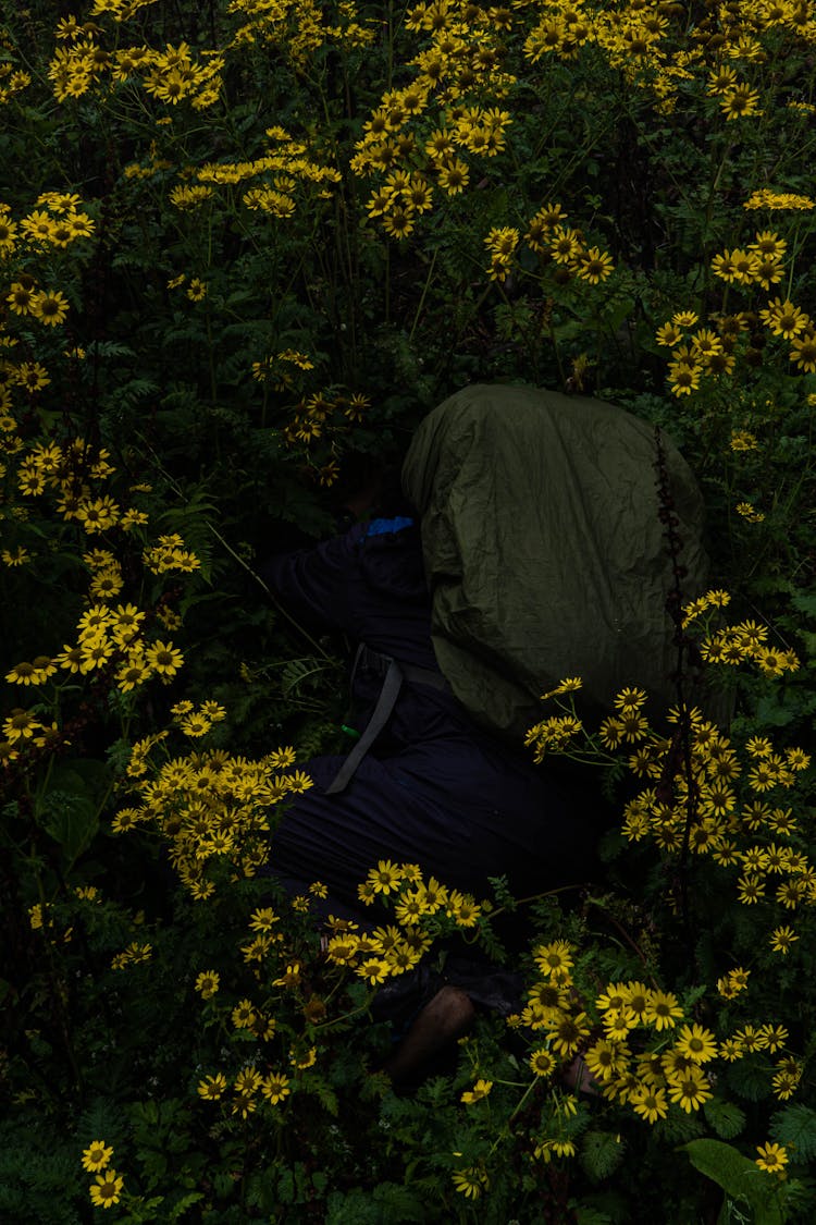 A Person Lying On Flower Field 