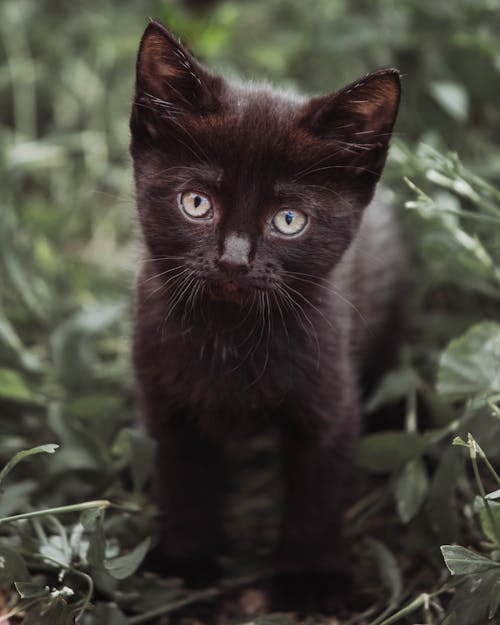 Close-Up Shot of a Black Kitten