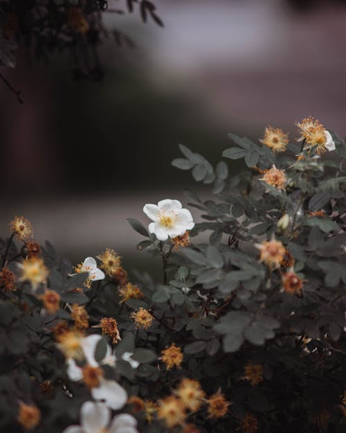 คลังภาพถ่ายฟรี ของ กำลังบาน, ดอกไม้, ดอกไม้สีขาว
