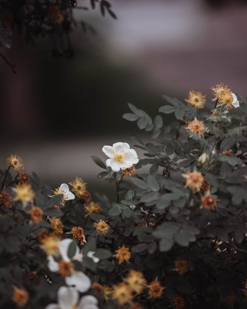 A White Flower in Bloom