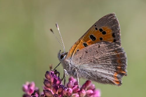 Gratis stockfoto met amerikaans koper, bestuiven, bestuiving