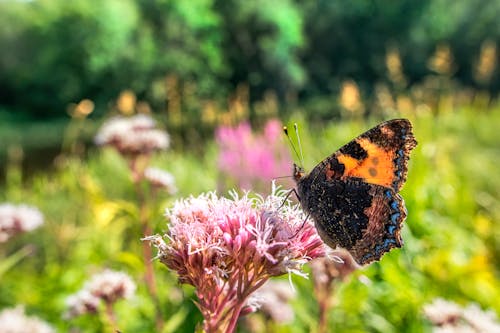 Close-Up Shot of a Butterfly Perched on a Pink Flower