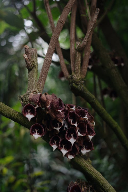 Flowers on Brown Tree Branch