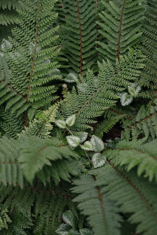 Close-Up Shot of Green Fern Leaves
