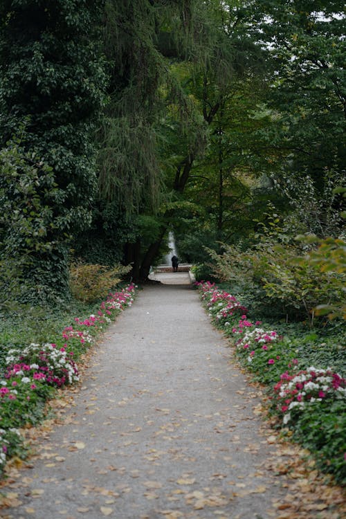 A Person Walking on the Pathway in the Forest Park