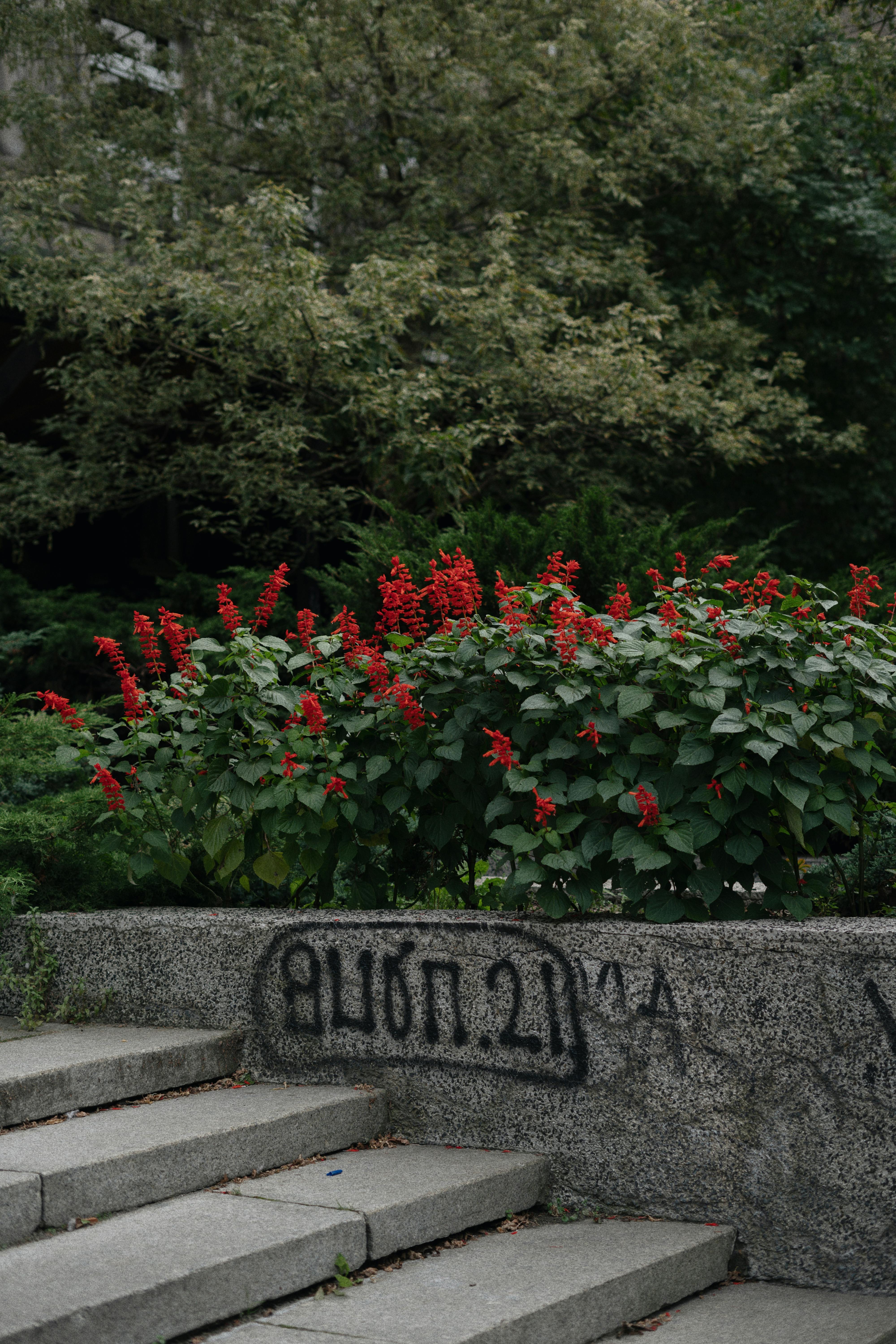 A vibrant urban garden with red flowers next to concrete steps, featuring graffiti.