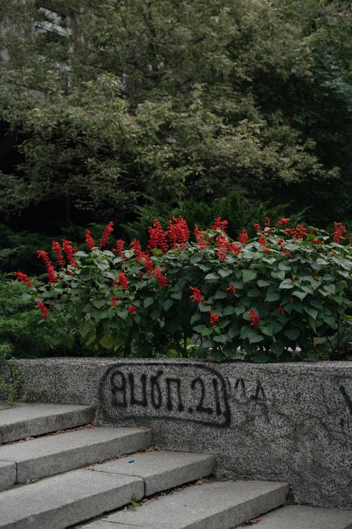 Concrete Steps Near Green Plants with Red Flowers