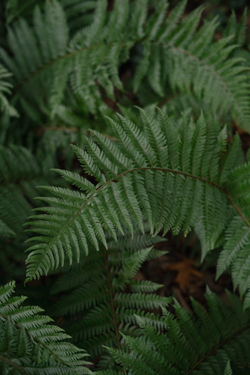 Close-Up Shot of Green Fern Leaves