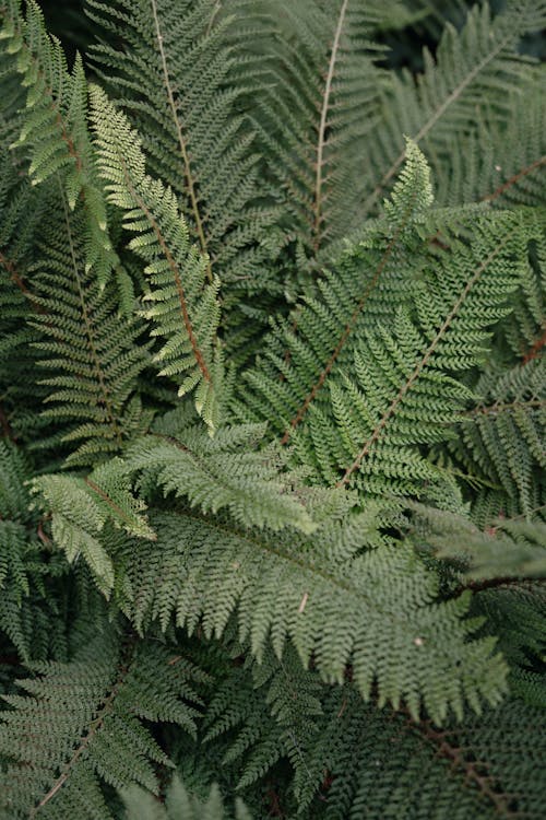 Fern Plants with Green Leaves