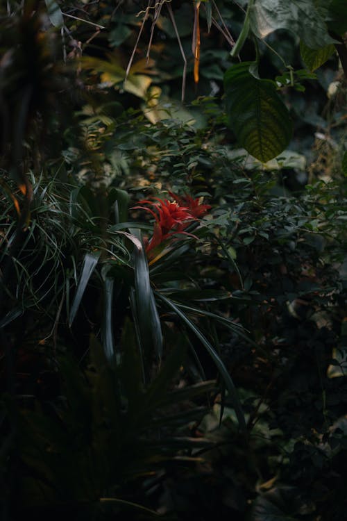 Red Flowers with Green Leaves