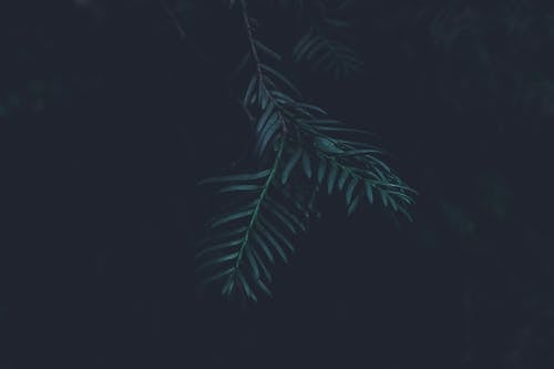 솔잎, 어두운 배경, 줄기의 무료 스톡 사진