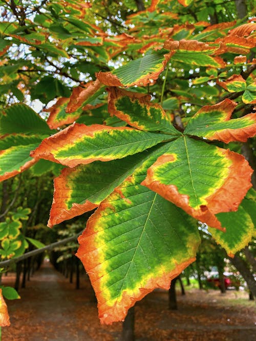 Free stock photo of autumn, autumn atmosphere, autumn leaves