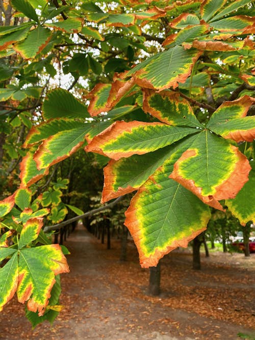 Free stock photo of autumn, autumn atmosphere, autumn background