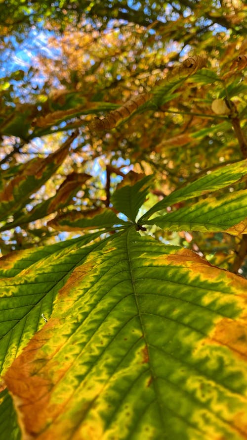 Free stock photo of autumn, autumn atmosphere, autumn background