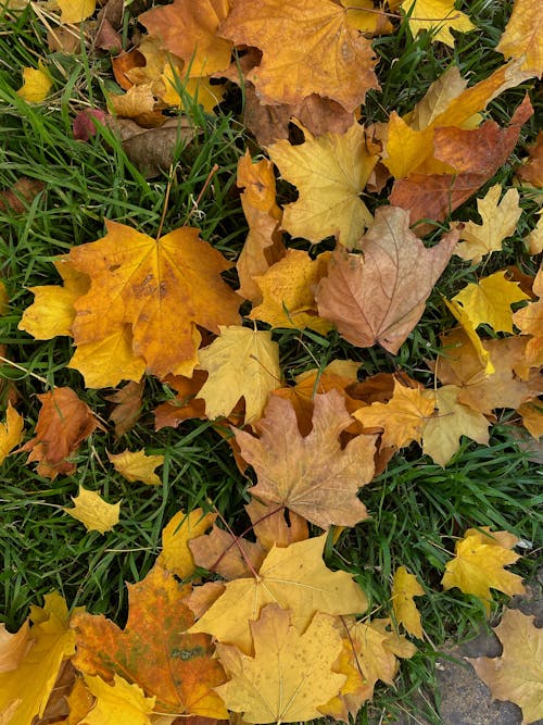 Free stock photo of autumn, autumn atmosphere, autumn background