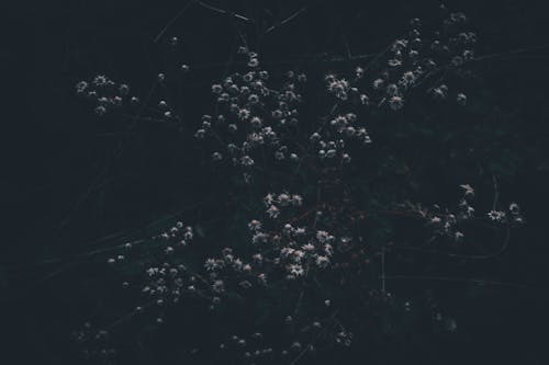 beyaz, çayır, Çiçekler içeren Ücretsiz stok fotoğraf