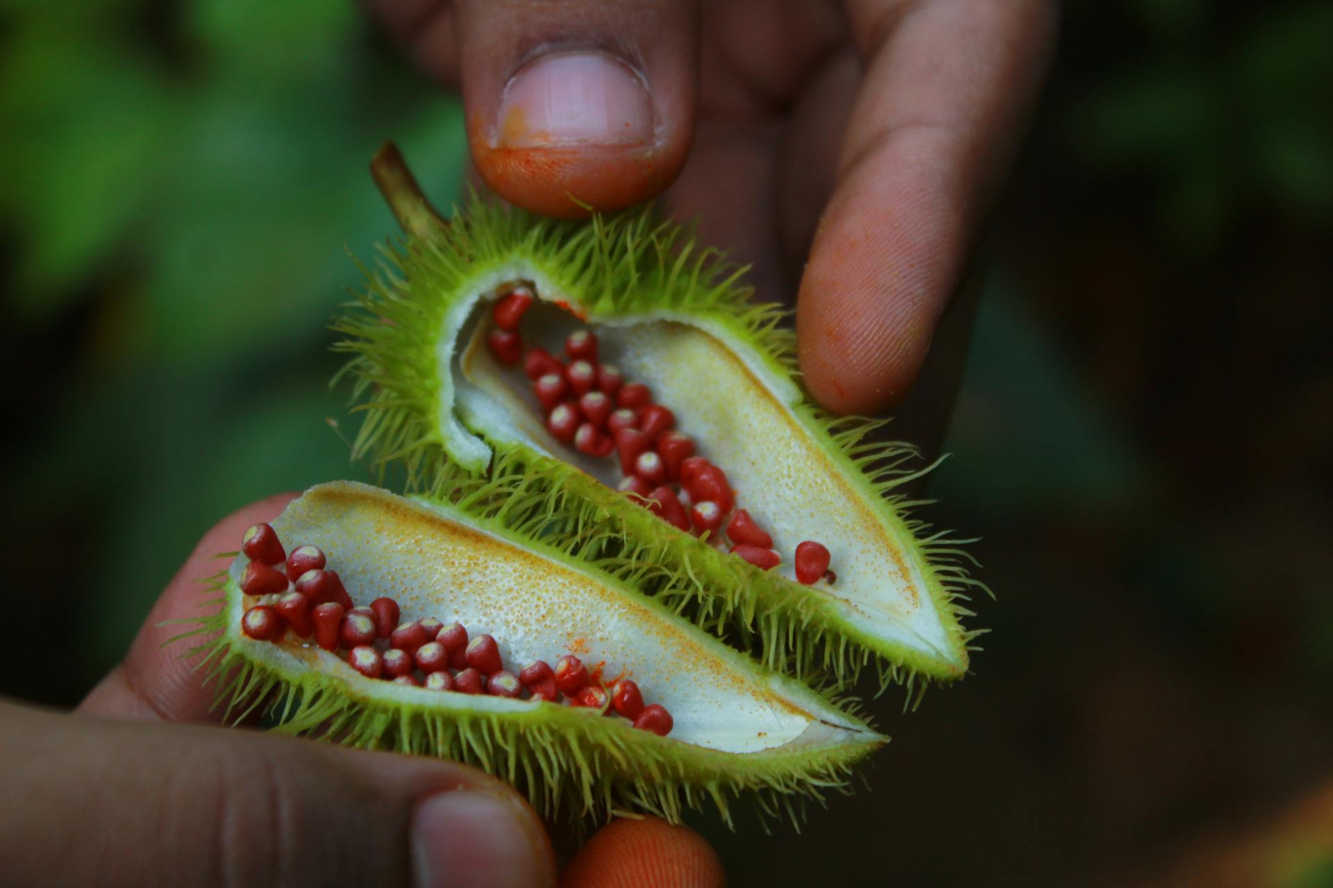 Detailed view of annatto seeds (Bixa orellana) held by hands, showcasing vibrant nature.