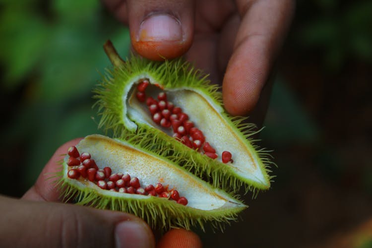 Hands Holding Achiote In Close-up Photography