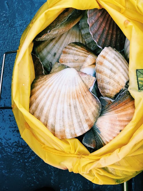 Muscheln In Einer Tasche