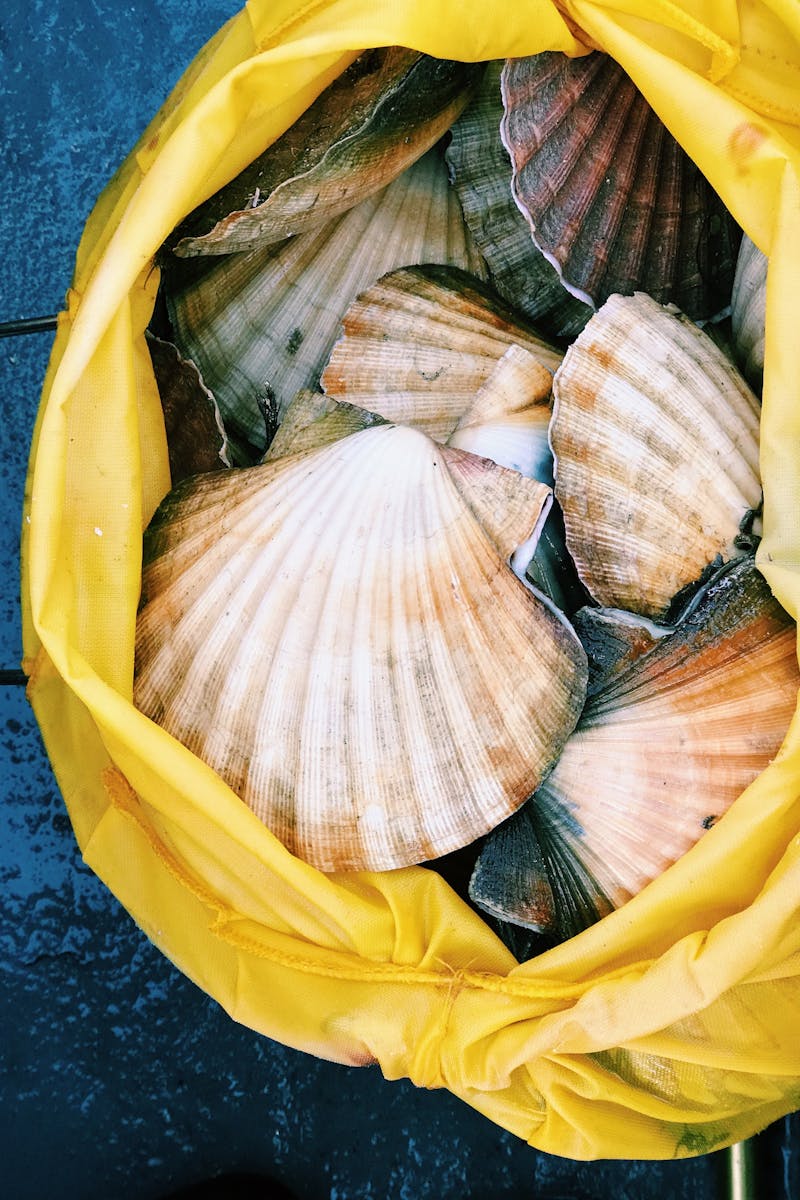 30+ Amazing Shellfish Photos · Pexels · Free Stock Photos