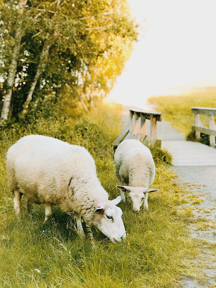 Two White Sheep Eating Grass