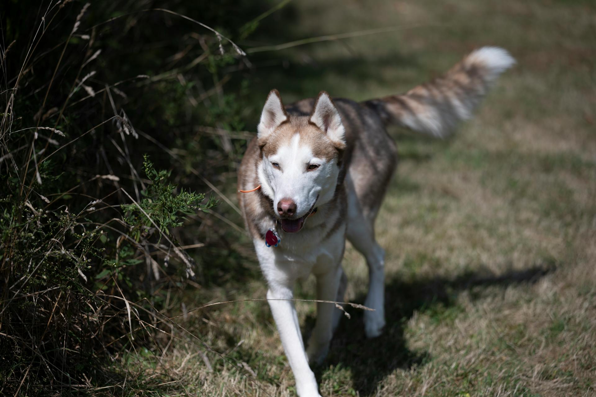 A White and Brown Siberian Husky on Green Grass