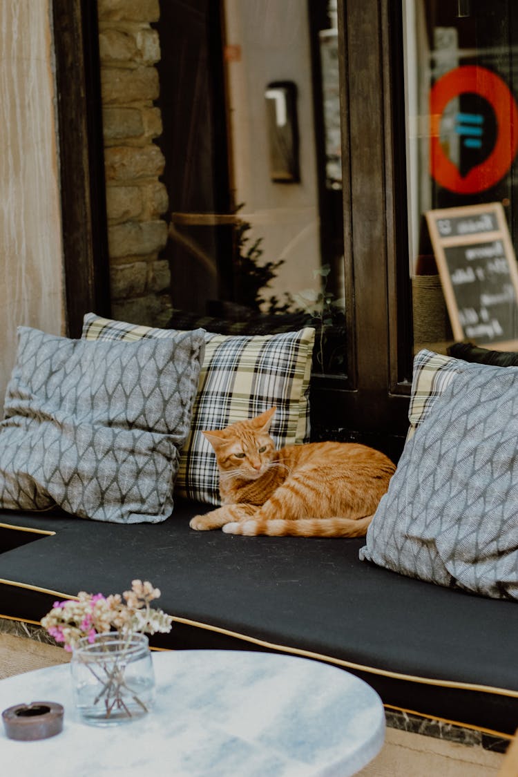 Ginger Cat Sitting On An Outdoor Sofa In Front Of A Building 