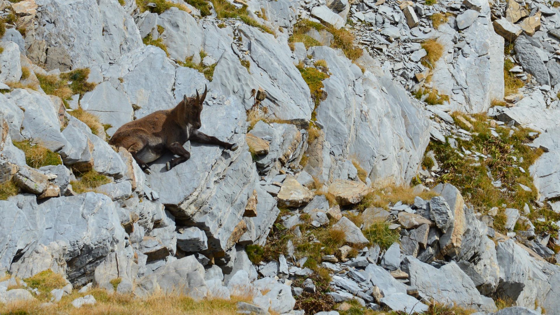 An Alpine ibex lying on a rocky slope in the mountains, showcasing natural habitat.