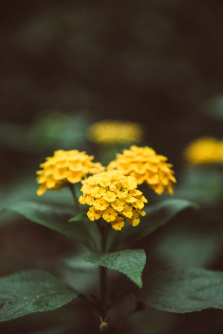 Close-up of vibrant yellow West Indian Lantana flowers blooming with lush green leaves.