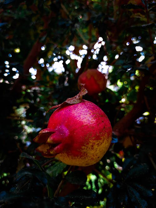 Free stock photo of autumn, fruit, garden Stock Photo