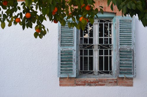 Glass Window with Wooden Shutters Near Green Plant with Fruits
