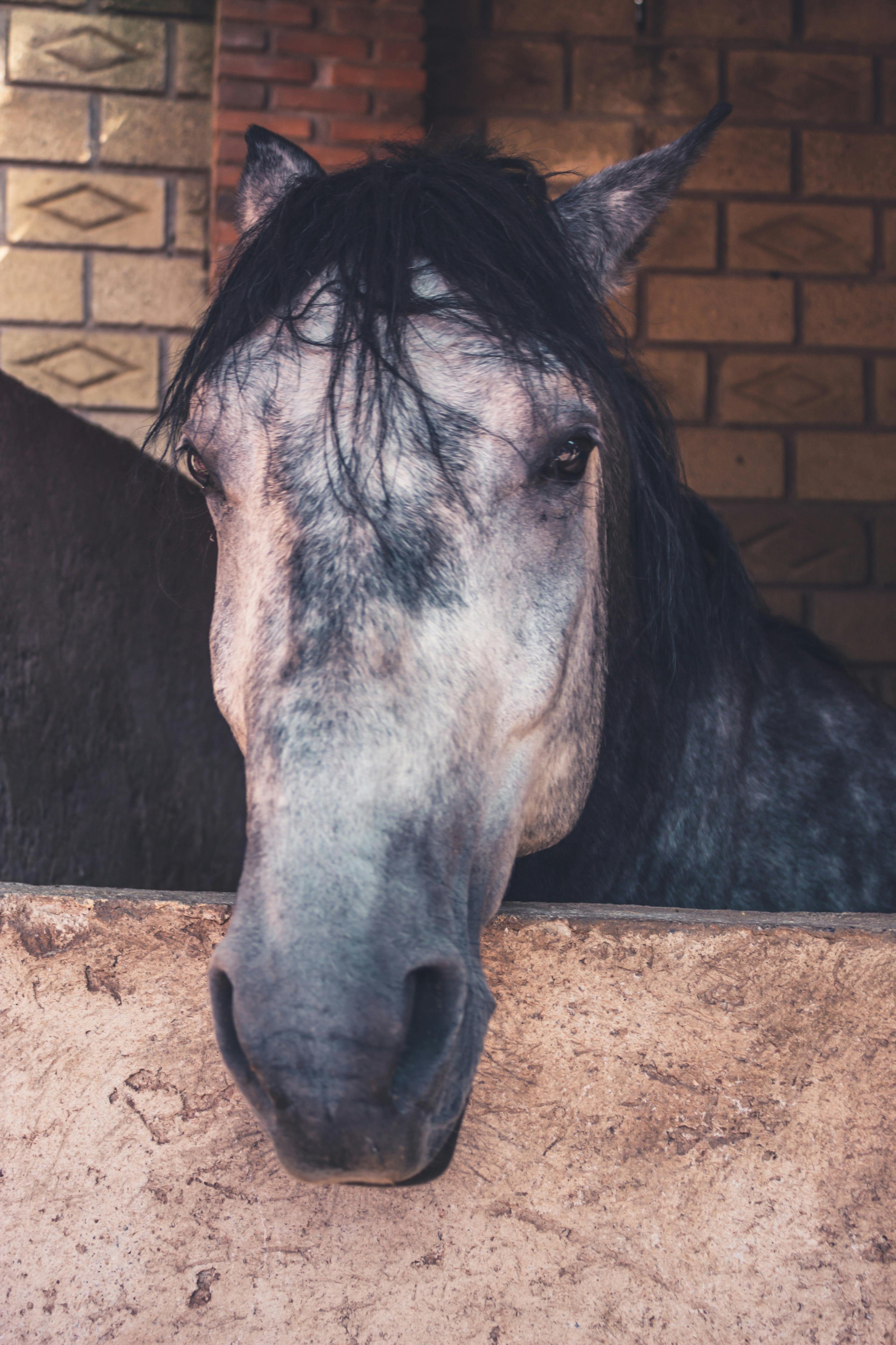 Serene horse with long mane peering over stable gate, showcasing gentle equine features.