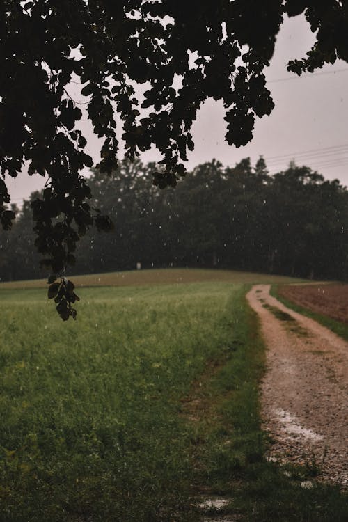 Foto profissional grátis de campo, campo de grama, chovendo