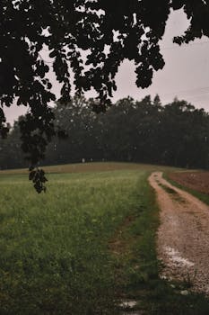 A tranquil countryside path captured during a rainy day with lush greenery and overcast sky.