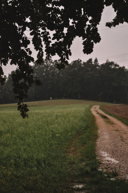 A tranquil countryside path captured during a rainy day with lush greenery and overcast sky.