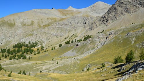 Landscape with Rocky Mountains and Small Conifer Trees