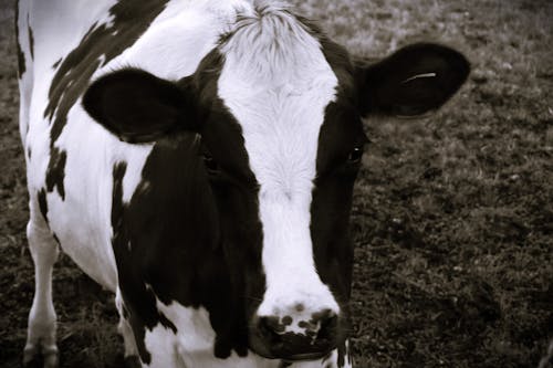 Grayscale Photo of a Cow