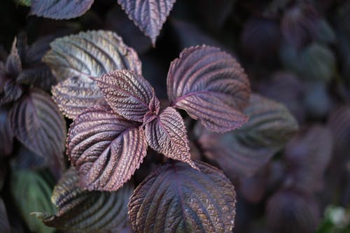 Close up of Purple Leaves