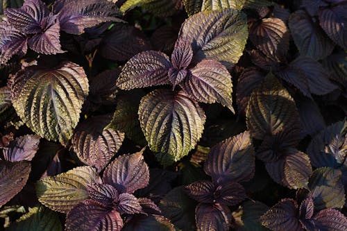 Gratis Fotos de stock gratuitas de arbusto, botánico, brillante Foto de stock