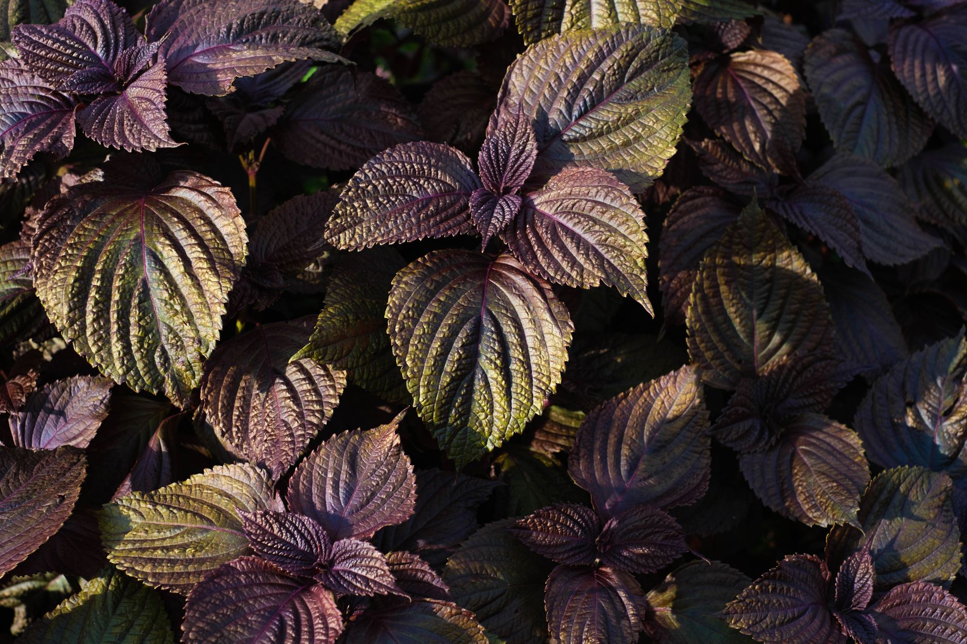 Close-up of purple Shiso leaves highlighting their rich texture and color.
