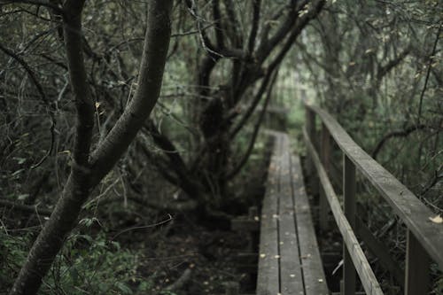 Wooden Walkway among Trees