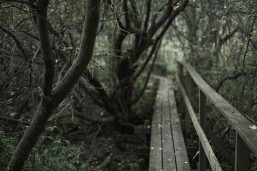 Free Explore this tranquil wooden pathway winding through a dense, serene forest. Stock Photo