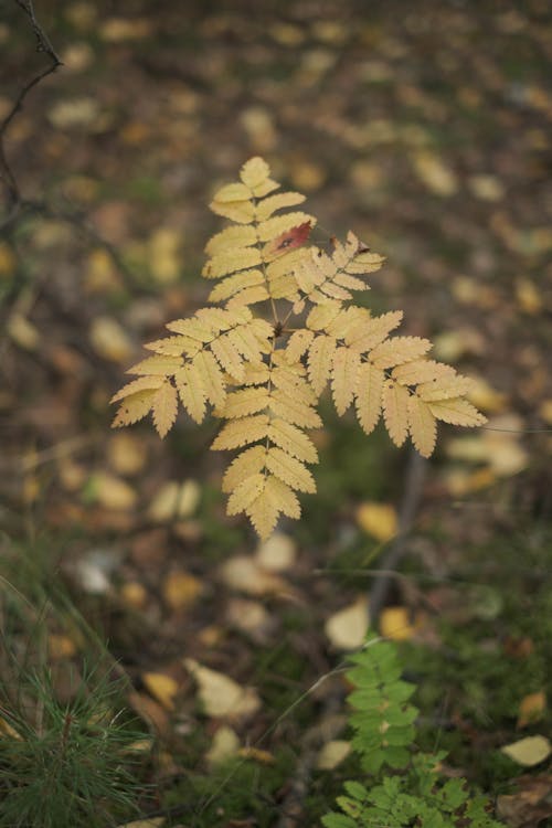 Leaves of Young Tree in Autumn