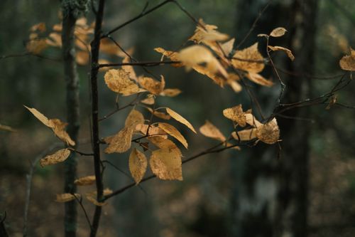 Free Yellow autumn leaves on branches in a serene woodland scene. Stock Photo